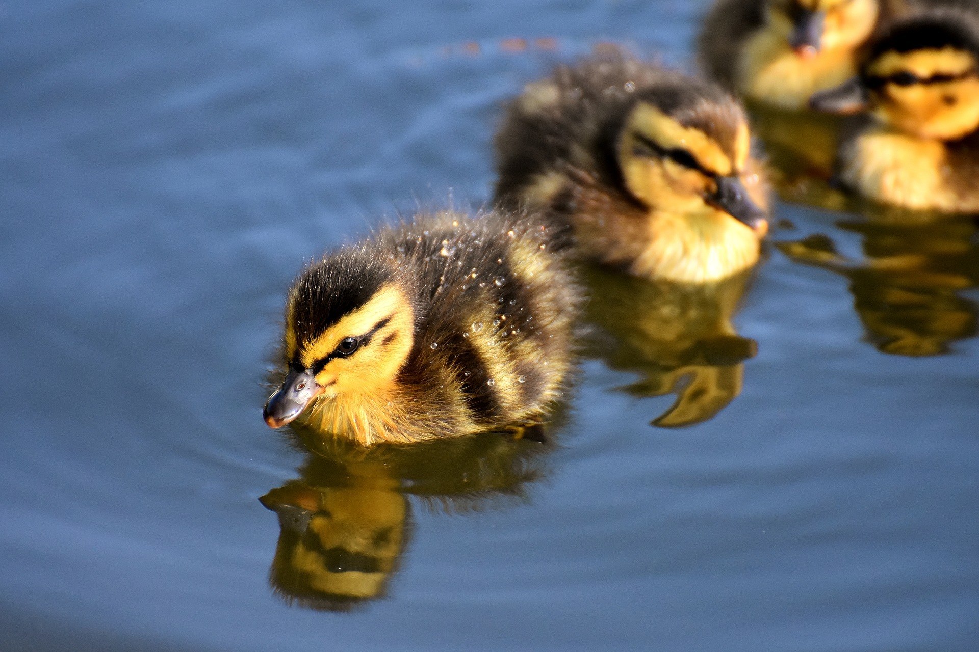 mallard-3466950_1920.jpg